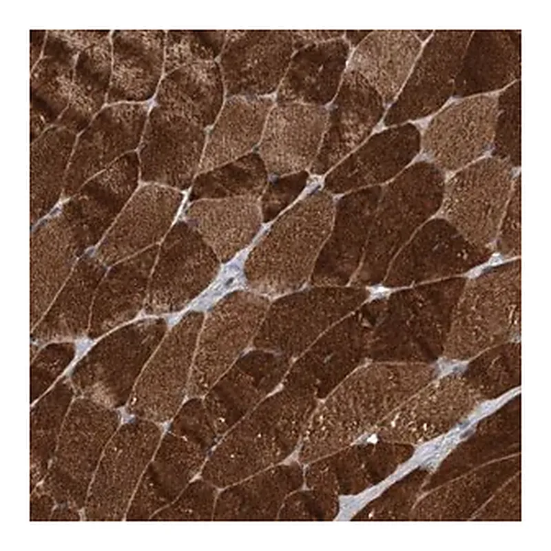 Merck Anti-TRIM8 antibody produced in rabbit