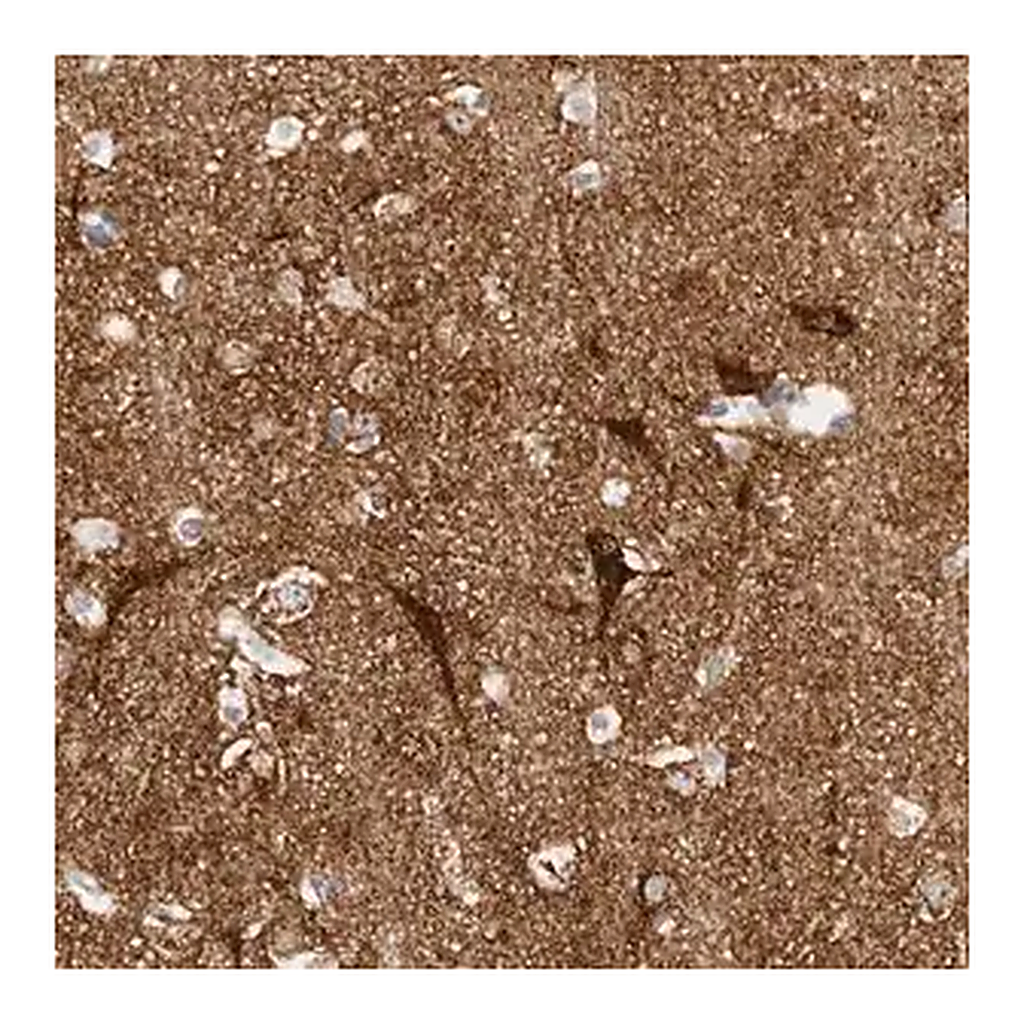 Merck Anti-SLC25A22 antibody produced in rabbit