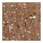 Merck Anti-SLC25A22 antibody produced in rabbit