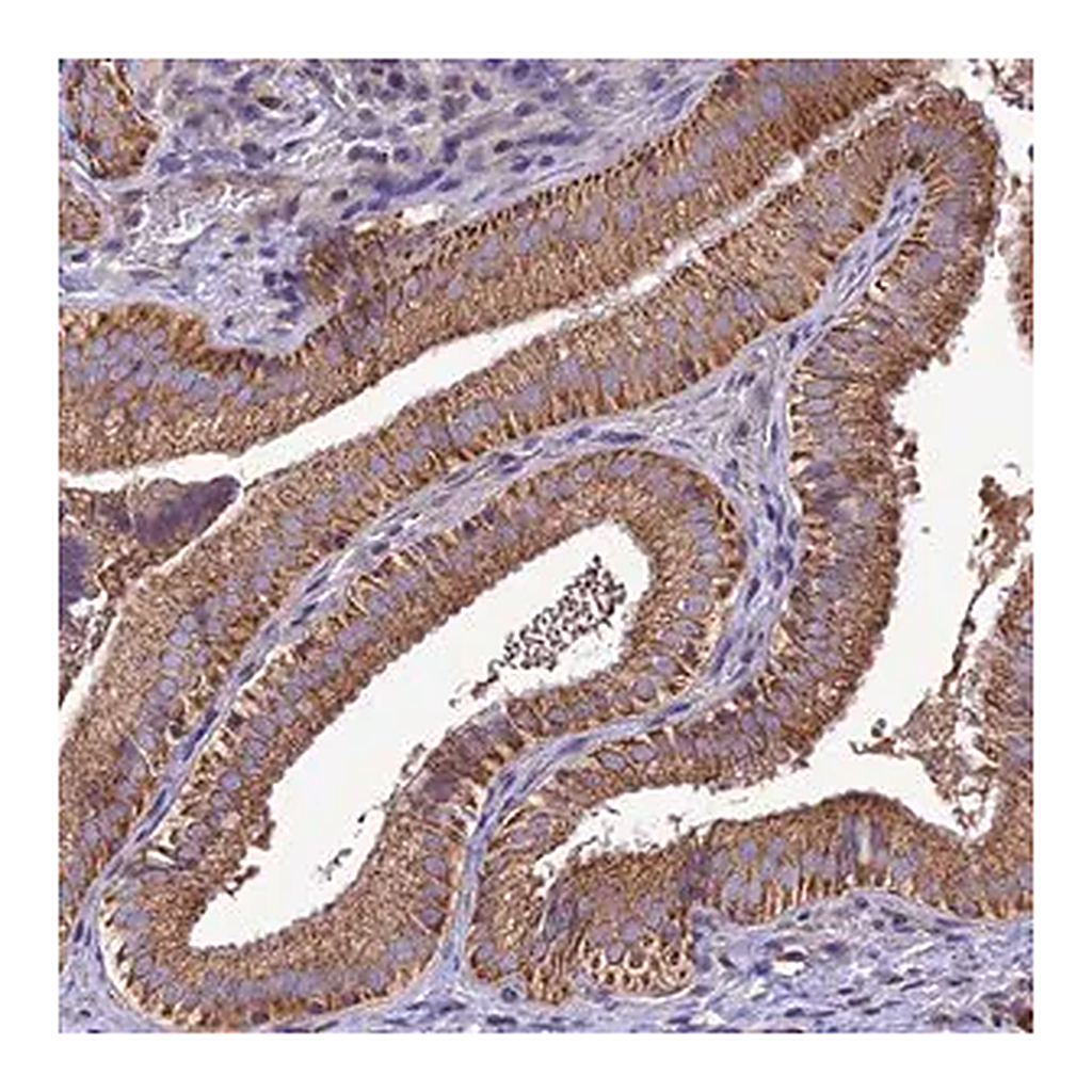Merck Anti-MAP3K12 antibody produced in rabbit