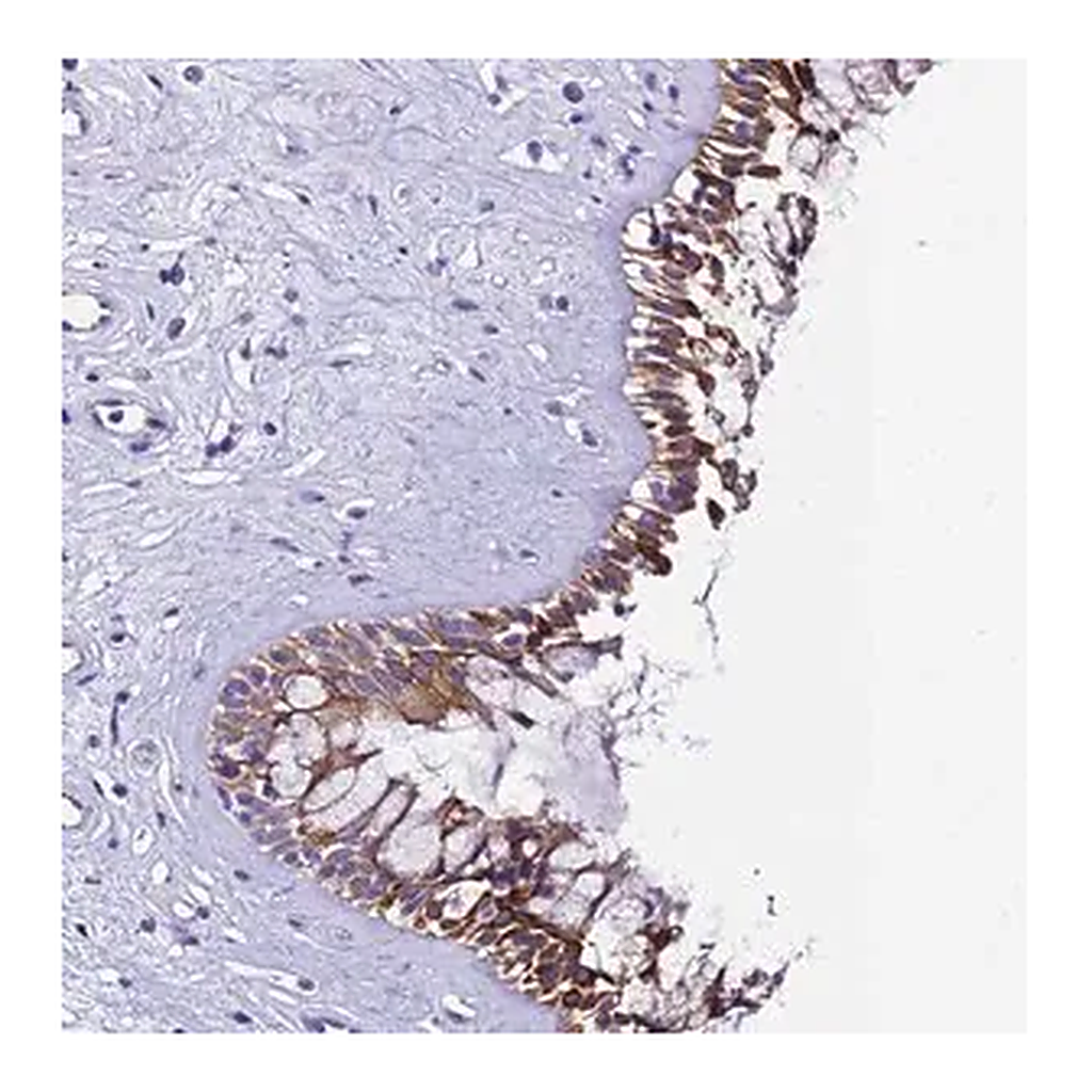 Merck Anti-UGT2A1 antibody produced in rabbit