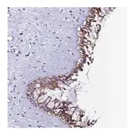 Merck Anti-UGT2A1 antibody produced in rabbit
