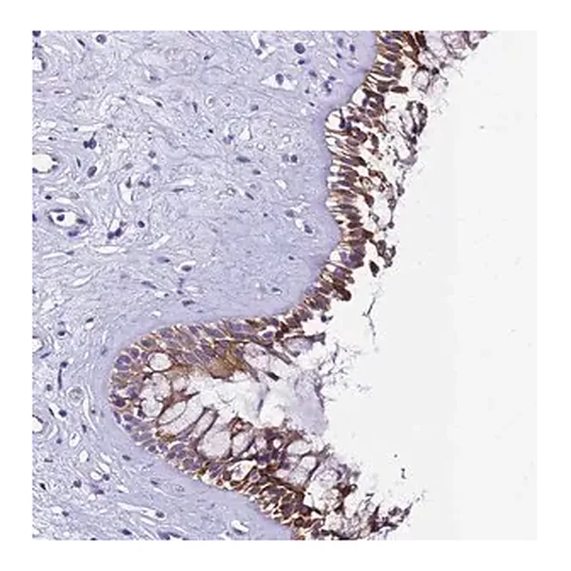 Merck Anti-UGT2A1 antibody produced in rabbit