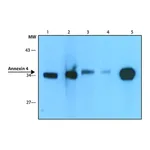 Merck Anti-Annexin 4 antibody,Mouse monoclonal