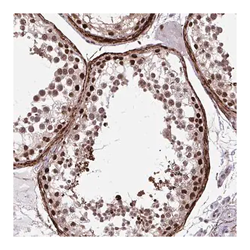 Merck Anti-PSME4 antibody produced in rabbit