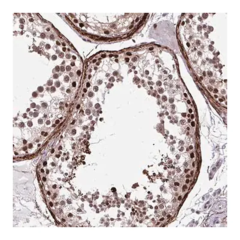 Merck Anti-PSME4 antibody produced in rabbit