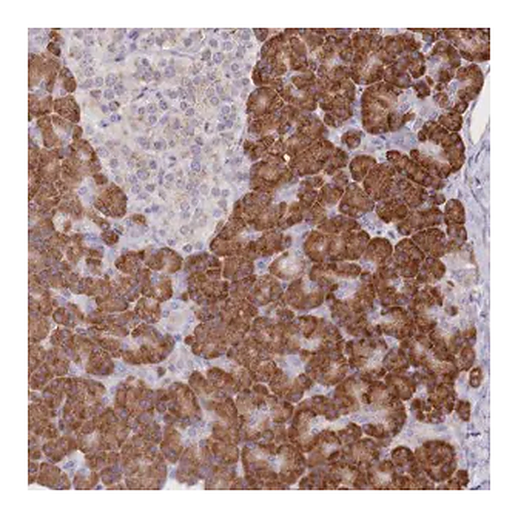 Merck Anti-SEC61B antibody produced in rabbit