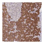 Merck Anti-SEC61B antibody produced in rabbit