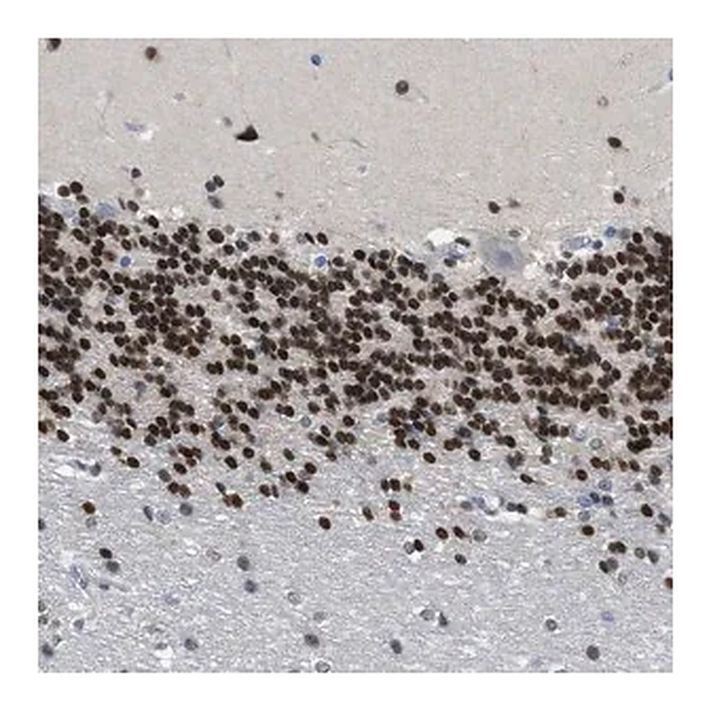 Merck Anti-NFIX antibody produced in rabbit