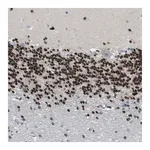 Merck Anti-NFIX antibody produced in rabbit