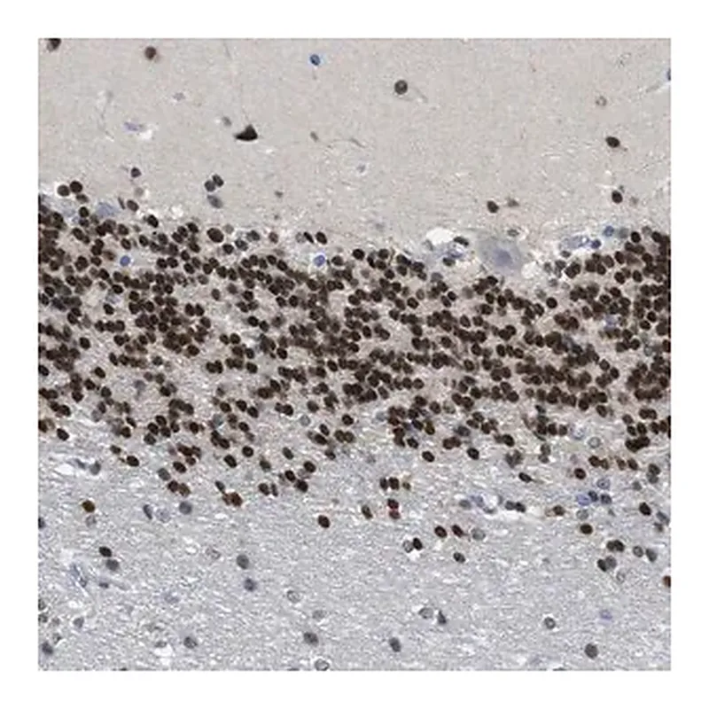 Merck Anti-NFIX antibody produced in rabbit