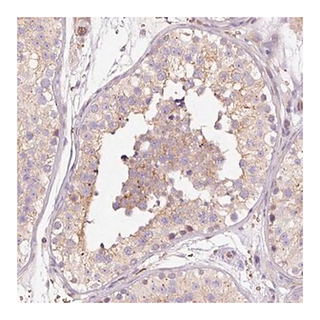 Merck Anti-PRRC2A antibody produced in rabbit