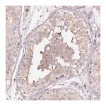 Merck Anti-PRRC2A antibody produced in rabbit