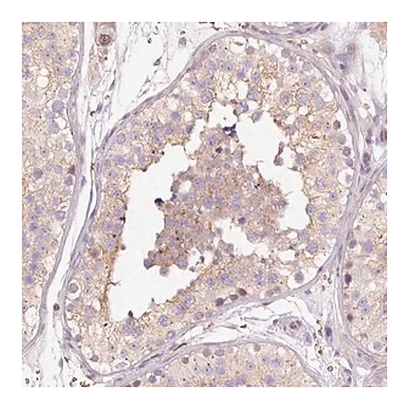 Merck Anti-PRRC2A antibody produced in rabbit
