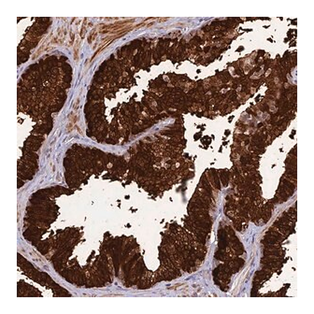 Merck Anti-ASPDH antibody produced in rabbit