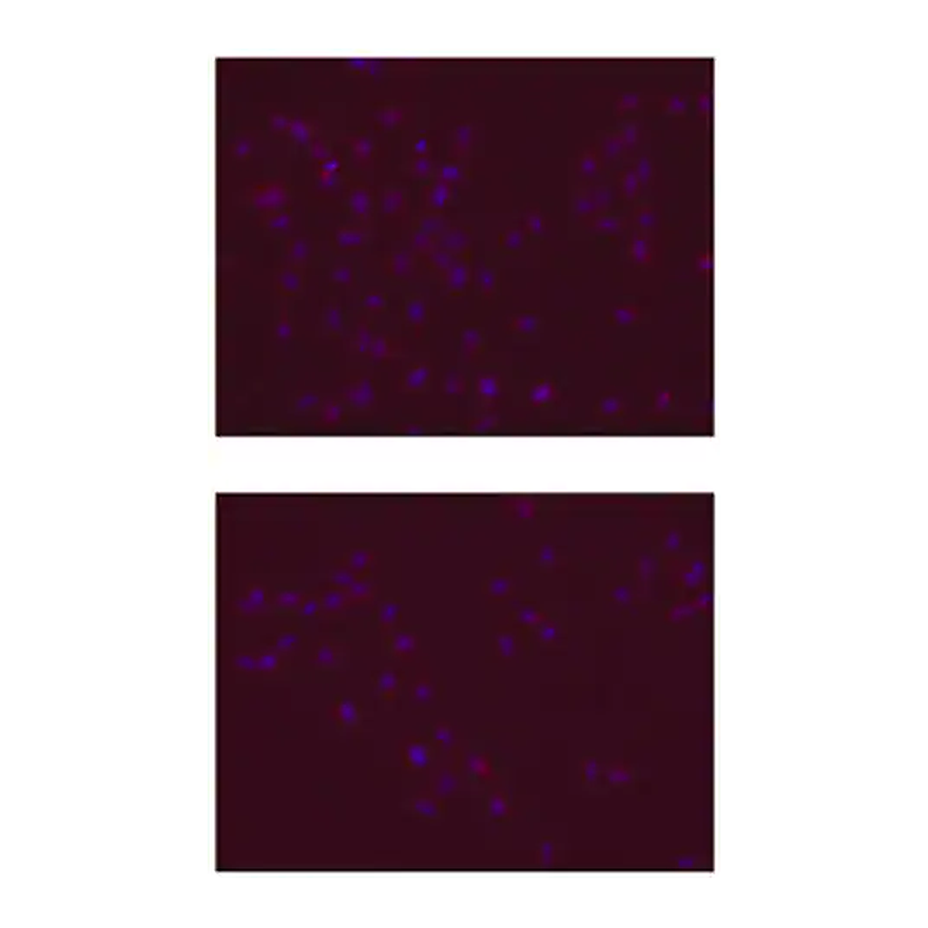 Merck Anti-SOX-2 Antibody