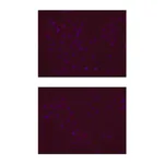 Merck Anti-SOX-2 Antibody