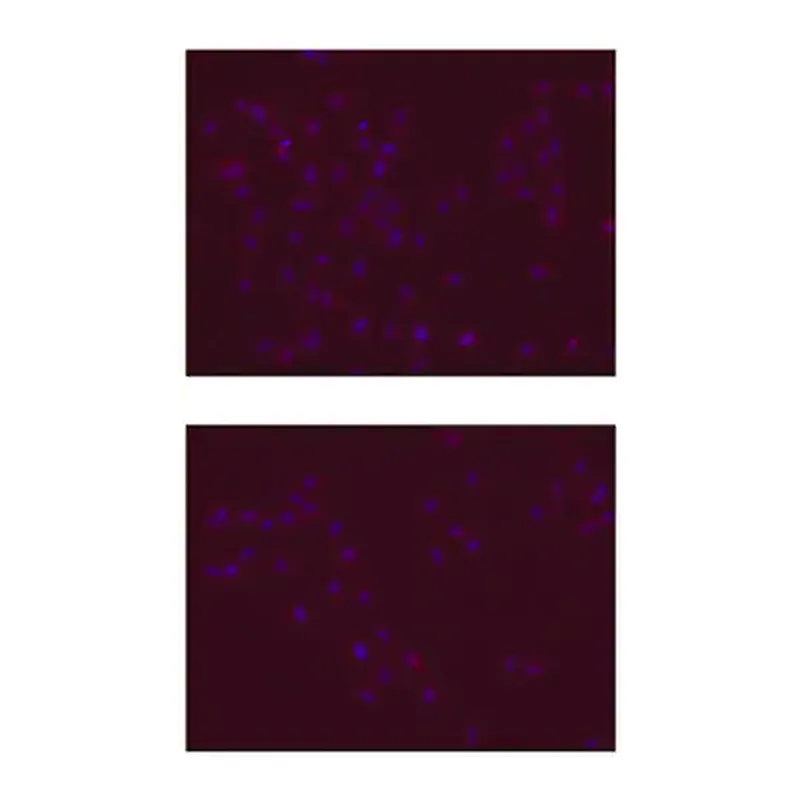 Merck Anti-SOX-2 Antibody