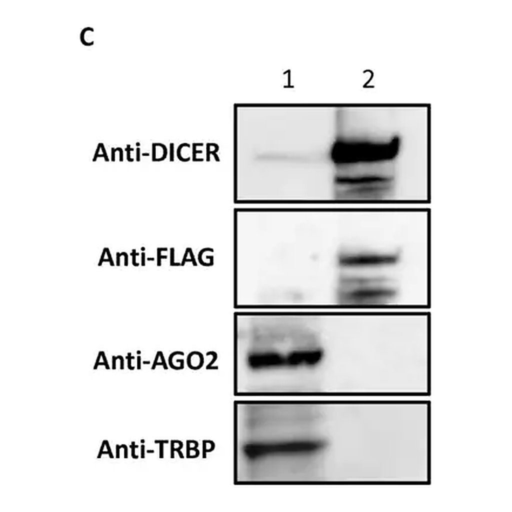 Merck Anti-Ago 2 Antibody