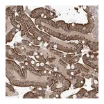 Merck Anti-NAV3 antibody produced in rabbit