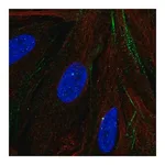 Merck Anti-MTMR9 antibody produced in rabbit