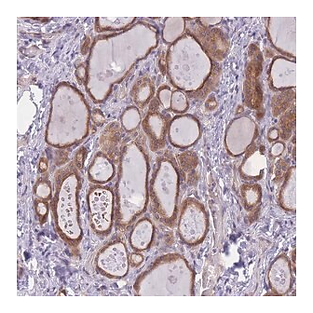 Merck Anti-WWOX antibody produced in rabbit