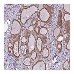 Merck Anti-WWOX antibody produced in rabbit