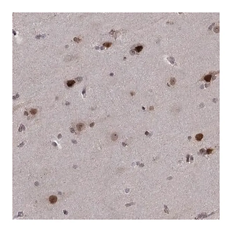 Merck Anti-PSMC2 antibody produced in rabbit
