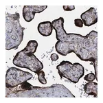 Merck Anti-TMEM131 antibody produced in rabbit
