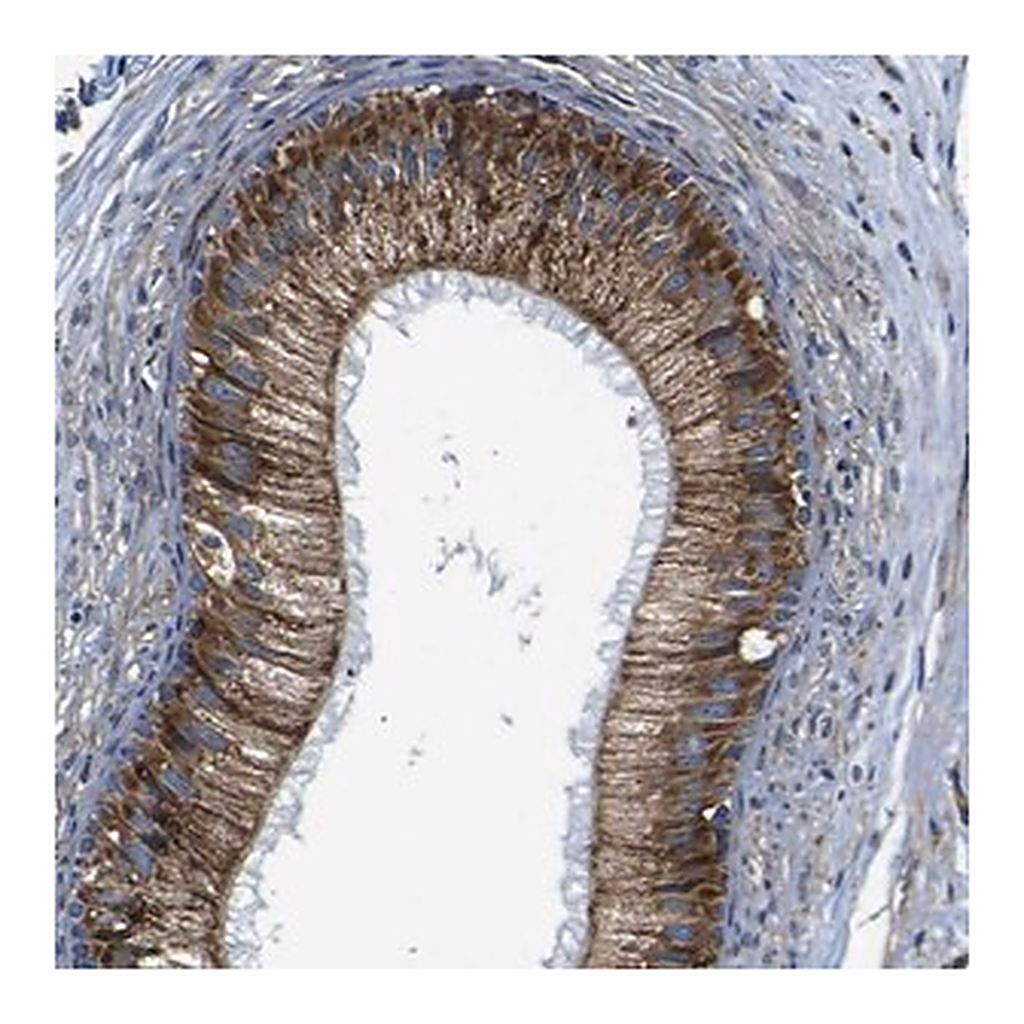 Merck Anti-PTRH2 antibody produced in rabbit
