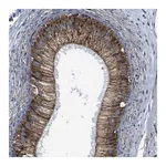 Merck Anti-PTRH2 antibody produced in rabbit