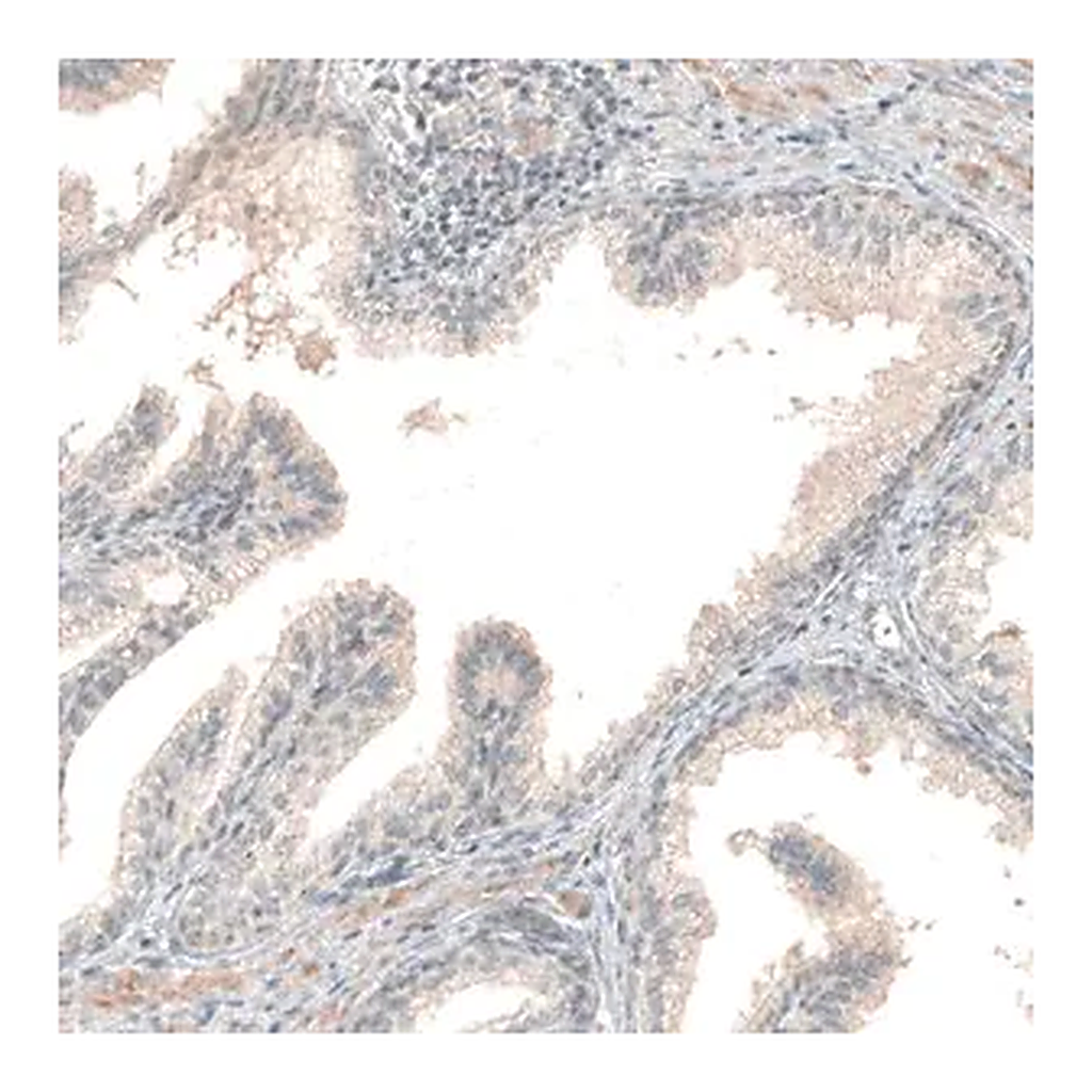 Merck Anti-NPRL3 antibody produced in rabbit