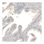 Merck Anti-NPRL3 antibody produced in rabbit