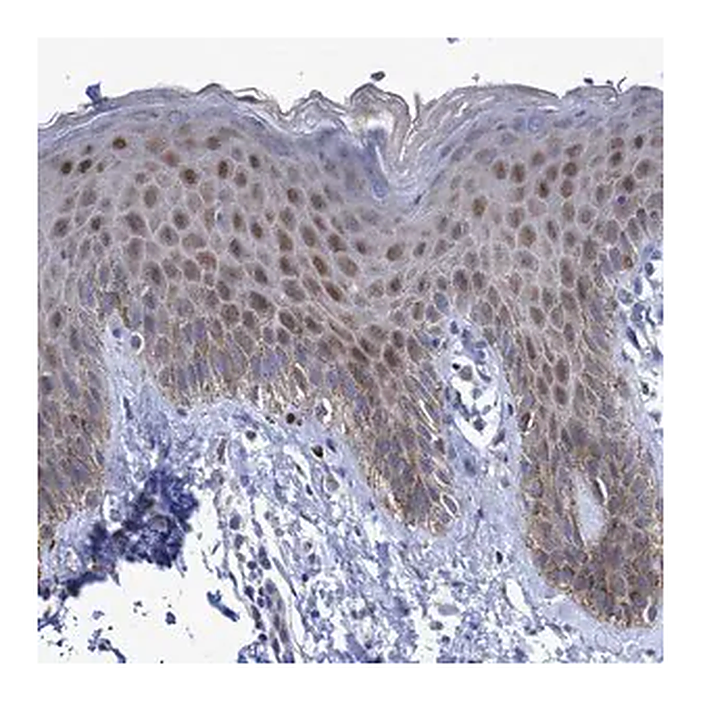 Merck Anti-ZNF750 antibody produced in rabbit