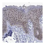 Merck Anti-ZNF750 antibody produced in rabbit
