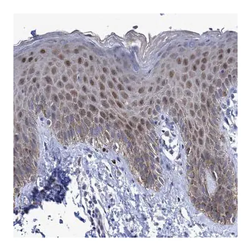 Merck Anti-ZNF750 antibody produced in rabbit