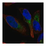 Merck Anti-GPR65 antibody produced in rabbit