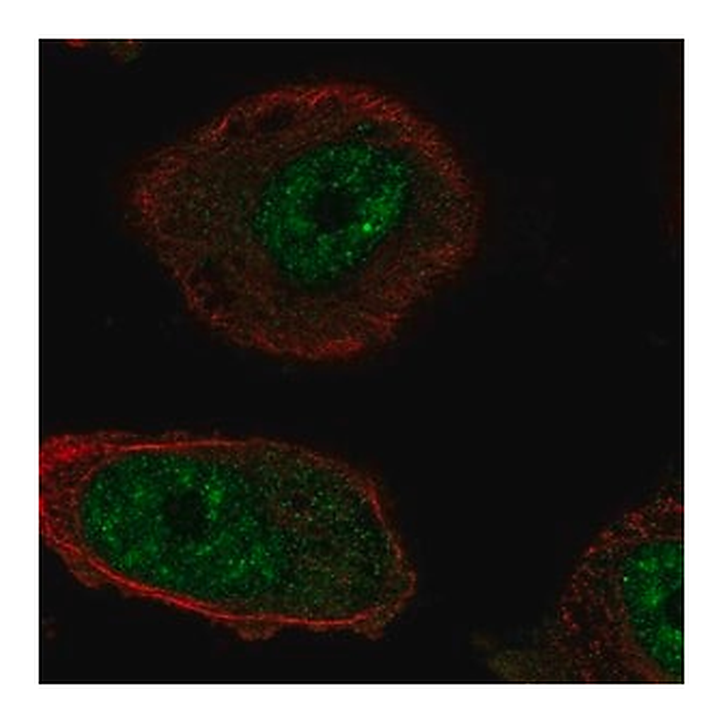 Merck Anti-RTEL1 antibody produced in rabbit