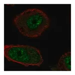 Merck Anti-RTEL1 antibody produced in rabbit