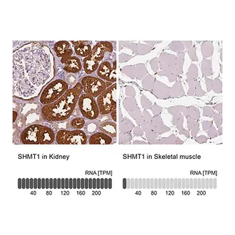 Merck Anti-SHMT1 antibody produced in rabbit
