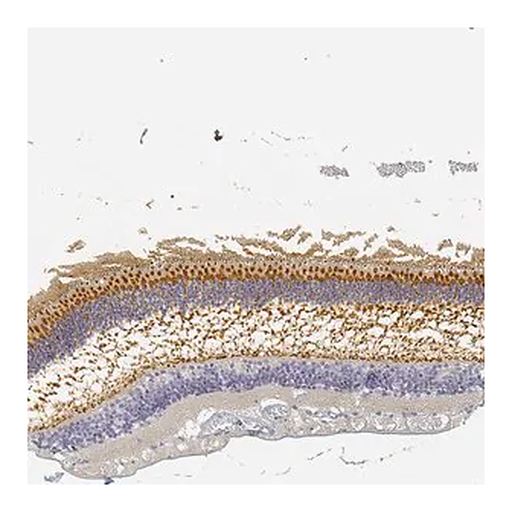 Merck Anti-RP1 antibody produced in rabbit