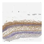 Merck Anti-RP1 antibody produced in rabbit