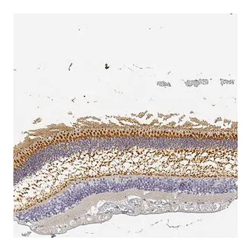 Merck Anti-RP1 antibody produced in rabbit