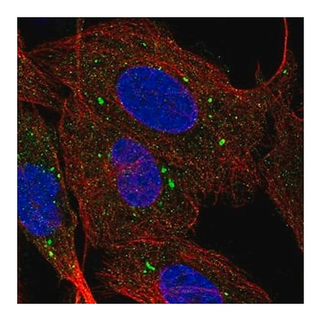 Merck Anti-SCARB1 antibody produced in rabbit