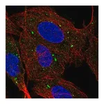Merck Anti-SCARB1 antibody produced in rabbit