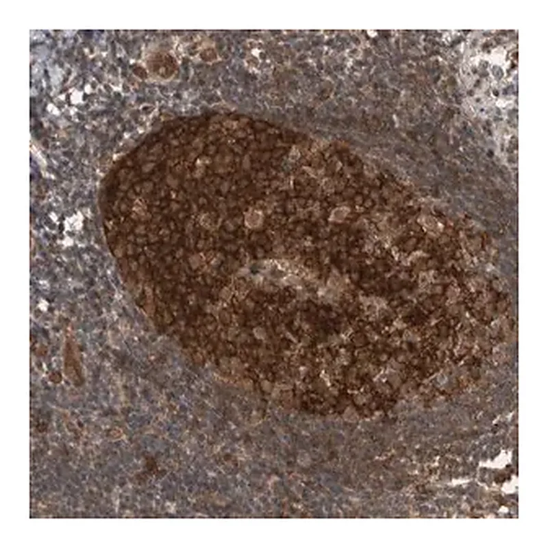 Merck Anti-MYO1E antibody produced in rabbit