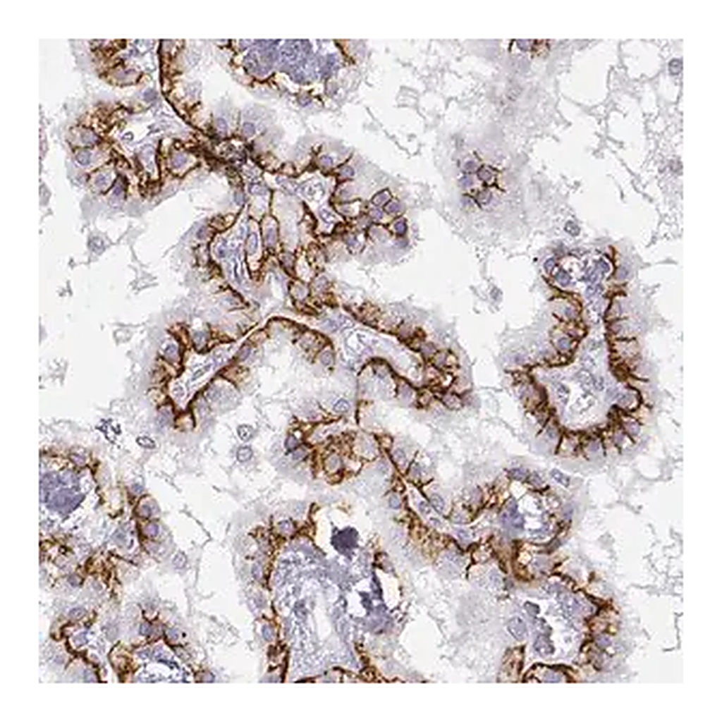 Merck Anti-LEPR antibody produced in rabbit