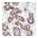 Merck Anti-LEPR antibody produced in rabbit