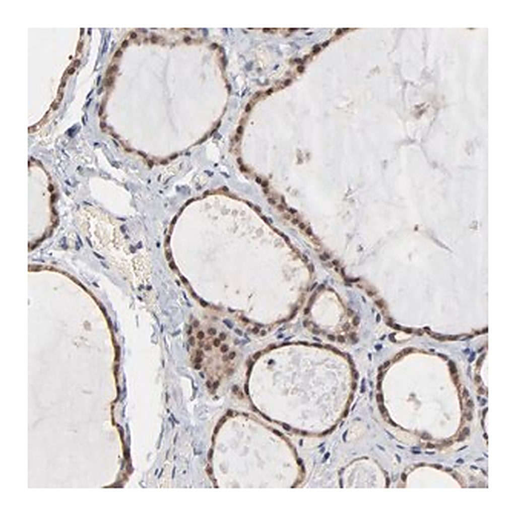 Merck Anti-MSL2 antibody produced in rabbit