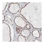 Merck Anti-MSL2 antibody produced in rabbit